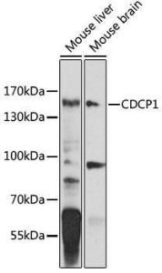 Western blot analysis of extracts of various cell lines, using Anti-CDCP1 Antibody (A10366) at 1:1,000 dilution