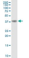 Anti-ECI2 Mouse Polyclonal Antibody