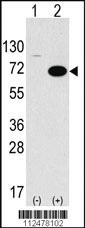 Anti-SPAK (STK39) Rabbit Polyclonal Antibody