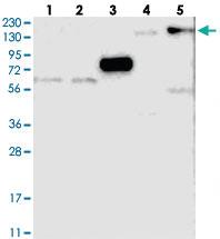 Anti-BNC2 Rabbit Polyclonal Antibody