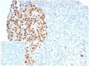 Antibody anti-PAX6 PAX67078R BSA 100 µg