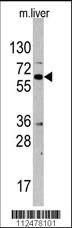 Anti-SPAK (STK39) Rabbit Polyclonal Antibody