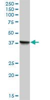 Anti-ECI2 Mouse Polyclonal Antibody