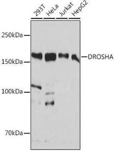 Western blot analysis of extracts of various cell lines, using Anti-Drosha Antibody [ARC0077] (A307542) at 1:1000 dilution