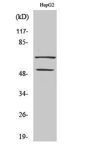 Anti-SS18 Rabbit Polyclonal Antibody