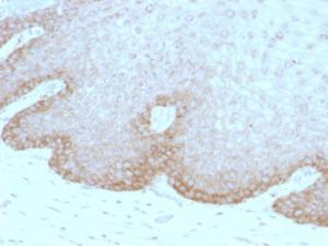 Antibody anti-FAT2 8C5 100 µg