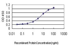 Anti-TEK Mouse Monoclonal Antibody [clone: 2G2]