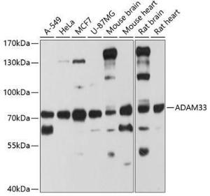 Western blot analysis of extracts of various cell lines, using Anti-ADAM33 Antibody (A8265) at 1:1,000 dilution