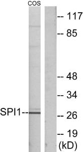 Western blot analysis of lysates from COS7 cells using Anti-SPI1 Antibody. The right hand lane represents a negative control, where the antibody is blocked by the immunising peptide