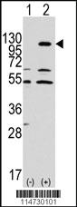 Anti-EPHA7 Rabbit Polyclonal Antibody