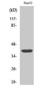 Western blot analysis of various cells using Anti-SPI1 Antibody