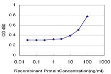 Anti-RFC3 Mouse Monoclonal Antibody [clone: 1C6]