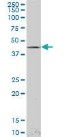 Anti-LHX4 Mouse Monoclonal Antibody [clone: 4D7]