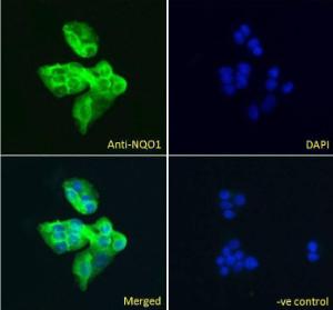 Anti-NQO1 Antibody (A82457)-C3 Immunofluorescence analysis of paraformaldehyde fixed HepG2 cells, permeabilized with 0.15% Triton. Primary incubation 1hr (5µg/ml) followed by Alexa Fluor 488 secondary antibody (2µg/ml), showing cytoplasmic staining.