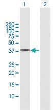 Anti-ECI2 Rabbit Polyclonal Antibody