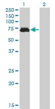 Anti-MAP3K7 Mouse Monoclonal Antibody [clone: 2E10]