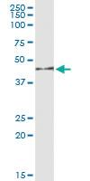 Anti-MAPK12 Polyclonal Antibody Pair