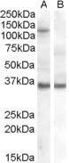 HEK293 overexpressing EIF2C1 and probed with Anti-EIF2C1 Antibody (A82458) (non-transfected HEK293 in lane B)