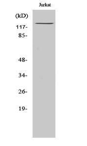 Western blot analysis of various cells using Anti-IFIH1 Antibody