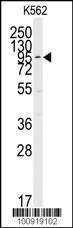 Anti-MAPK7 Rabbit Polyclonal Antibody (Biotin)