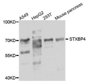 Western blot analysis of extracts of various cell lines, using Anti-STXBP4 Antibody (A8287) at 1:1,000 dilutio