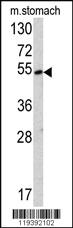 Anti-SUV420H2 Rabbit Polyclonal Antibody