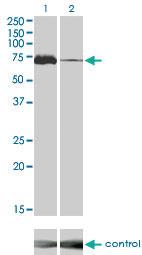 Anti-MAP3K7 Mouse Monoclonal Antibody [clone: 2E10]