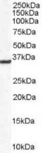 Anti-DDAH1 Goat polyclonal antibody unconjugated