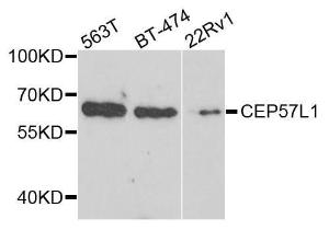 Western blot analysis of extracts of various cell lines, using Anti-CEP57L1 Antibody (A8290) at 1:1,000 dilution. Secondary antibody: Goat Anti-Rabbit IgG (H+L) (HRP) (AS014) at 1:10,000 dilution