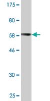 Anti-PARVG Mouse Monoclonal Antibody [clone: 4E1]