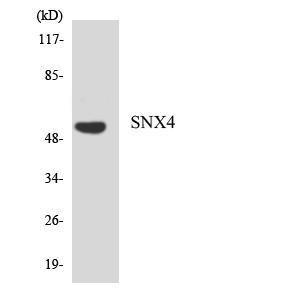 Western blot analysis of the lysates from HeLa cells using Anti-SNX4 Antibody