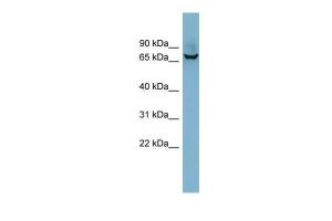 Anti-ACHE Rabbit Polyclonal Antibody