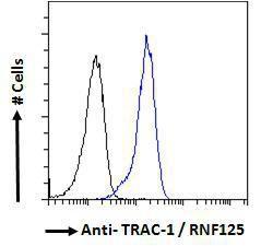 Anti-TRAC-1 Antibody (A121155) - Flow cytometric analysis of paraformaldehyde fixed HeLa cells (blue line), permeabilized with 0.5% Triton. Primary incubation 1hr (10µg/ml) followed by Alexa Fluor 488 secondary antibody (1µg/ml).