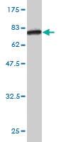 Anti-SERPINA10 Mouse Monoclonal Antibody [clone: 1E11]