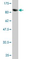 Anti-POLA2 Mouse Monoclonal Antibody [clone: 2A8]