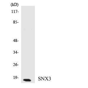 Western blot analysis of the lysates from HUVEC cells using Anti-SNX3 Antibody