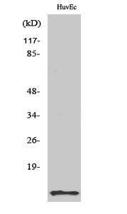 Western blot analysis of various cells using Anti-ACBP Antibody