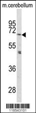 Anti-PCSK2 Rabbit Polyclonal Antibody