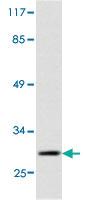 Anti-FADD Rabbit Polyclonal Antibody