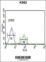 Anti-PCSK2 Rabbit Polyclonal Antibody