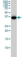 Anti-RFC4 Mouse Monoclonal Antibody [clone: 1C12]