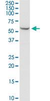 Anti-SHMT2 Mouse Monoclonal Antibody [clone: 5E7]