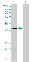 Anti-RFC4 Mouse Monoclonal Antibody [clone: 1C12]