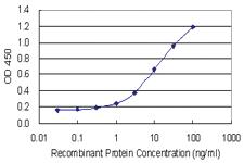 Anti-SHMT2 Mouse Monoclonal Antibody [clone: 5E7]