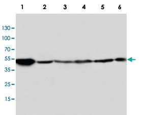 Anti-HTR2A Rabbit Polyclonal Antibody