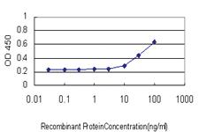 Anti-LHX4 Mouse Monoclonal Antibody [clone: 4D7]