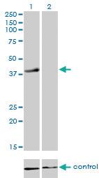 Anti-RFC4 Mouse Monoclonal Antibody [clone: 1C12]