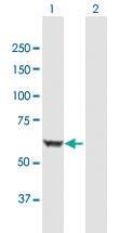 Anti-BAIAP2 Mouse Polyclonal Antibody