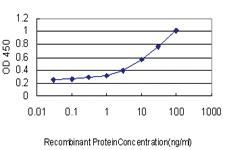 Anti-RFC4 Mouse Monoclonal Antibody [clone: 1C12]