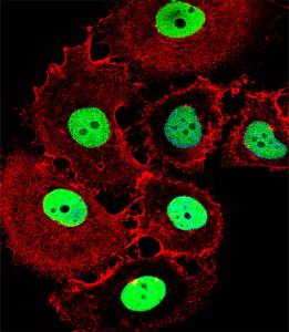 Anti-HOXC10 Rabbit Polyclonal Antibody